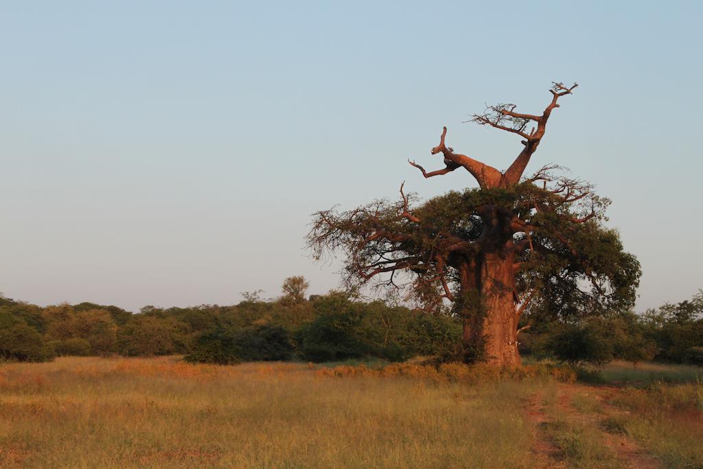 Adansonia Eco Lodge Musina Exterior photo